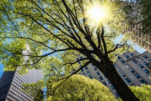 The Miyawaki Method: The Key to Net Zero in Our Cities?